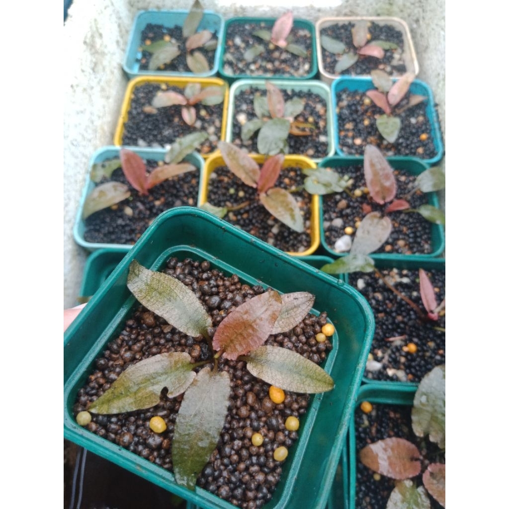 Cryptocoryne Flamingo pink (Emersed) #cfm003