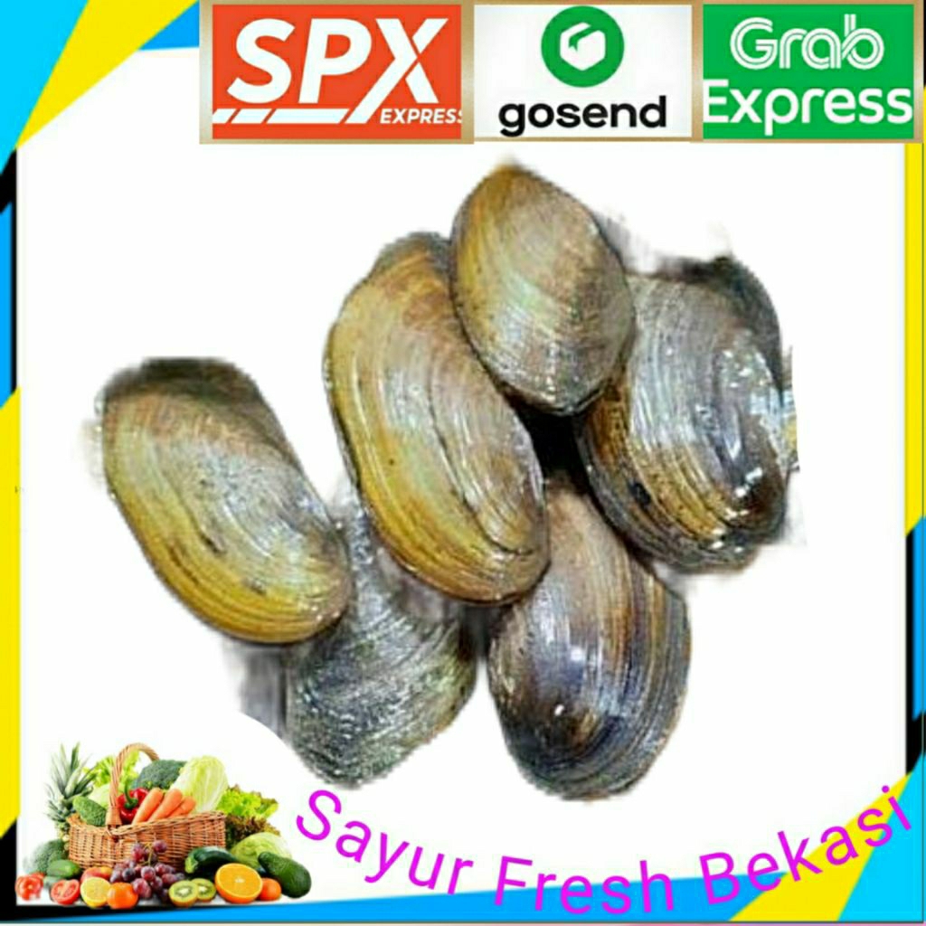 

Kerang Kijing Fresh 1kg.
