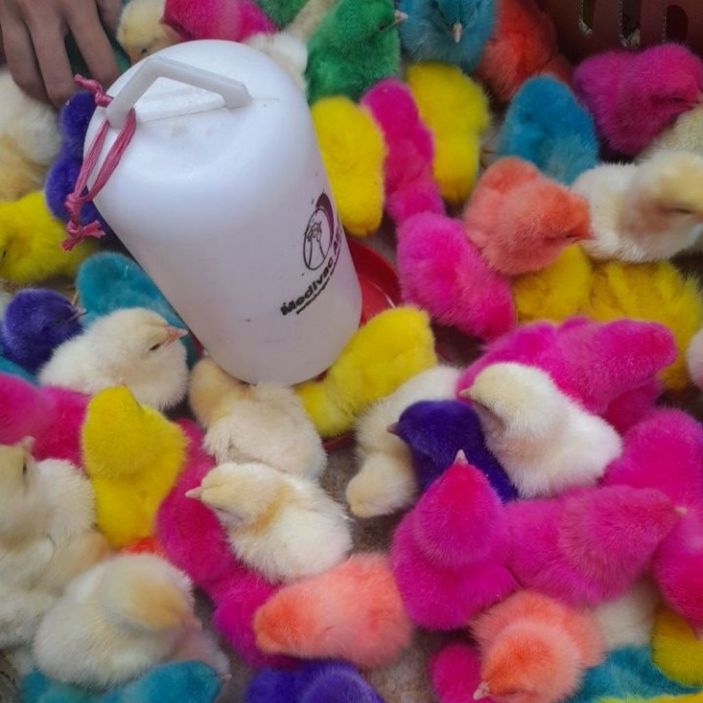 DOC Ayam Warna-Warni