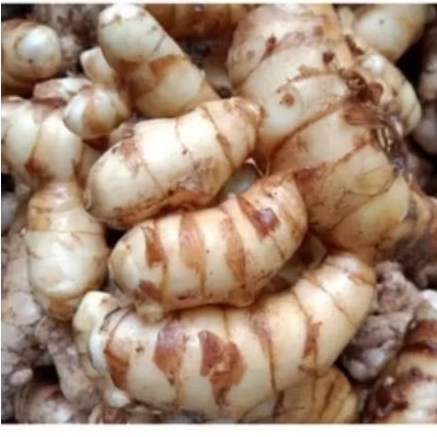 

Kunyit putih segar 1 kg
