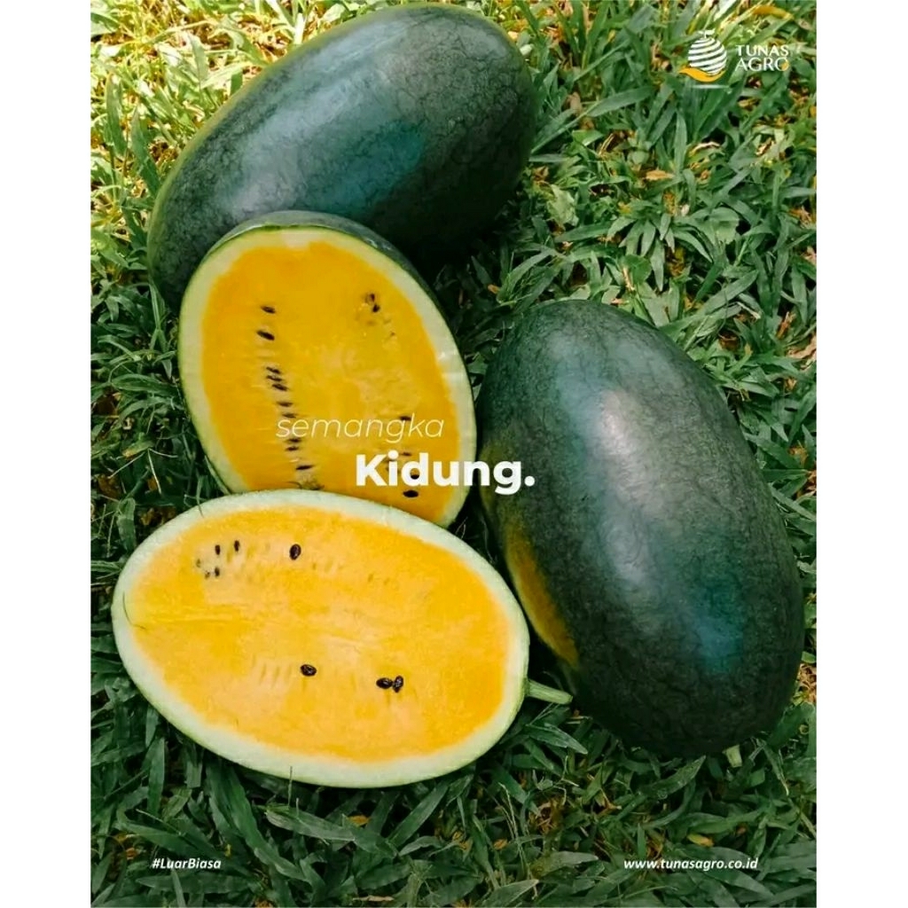 

benih_biji semangka kuning 10 biji