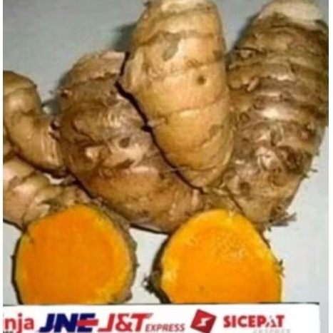 

Temulawak segar fress