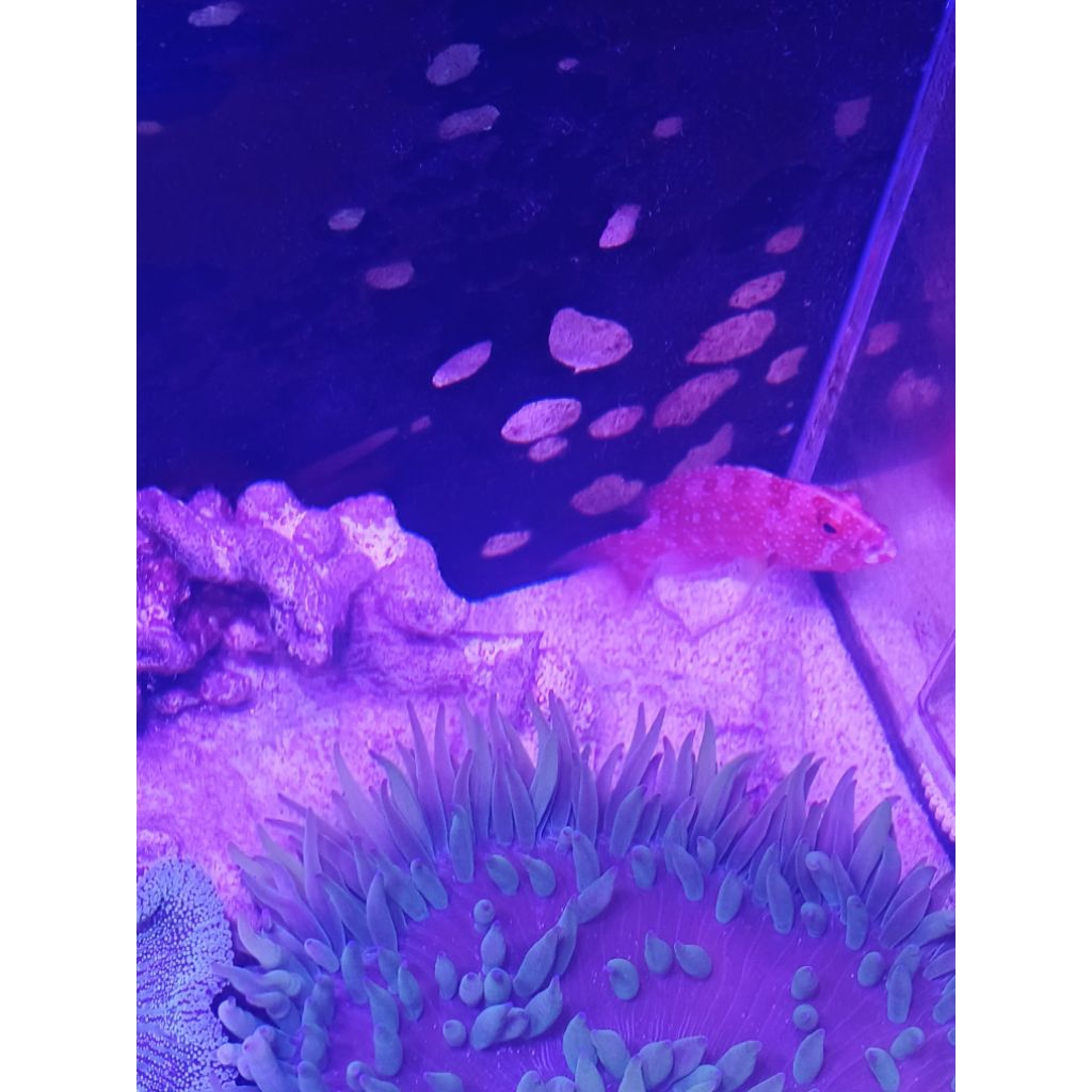 Ikan Hias Laut  Kerapu Merah Lodi/Sunu