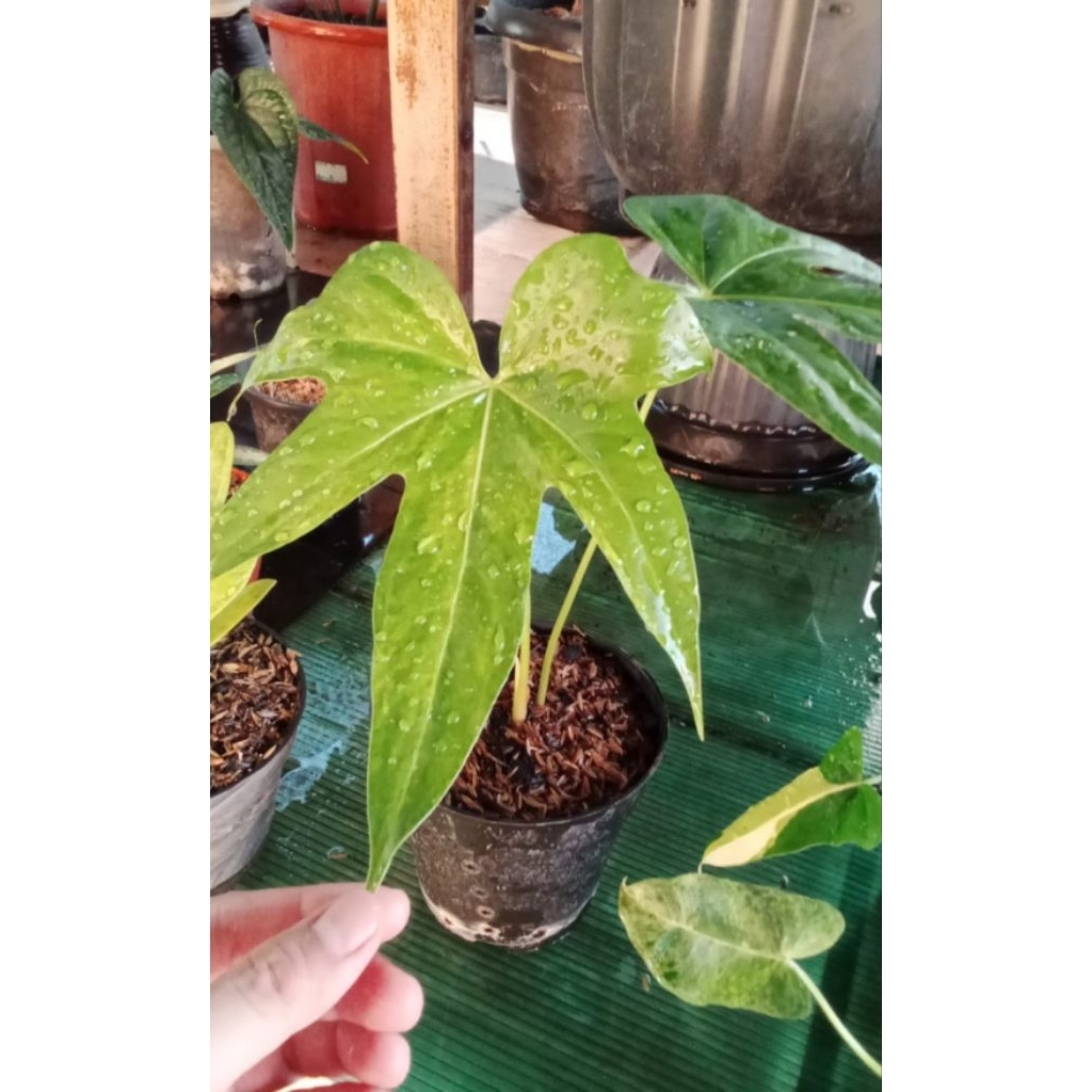 anthurium jari varigata mewah ( sudah pecah daun)