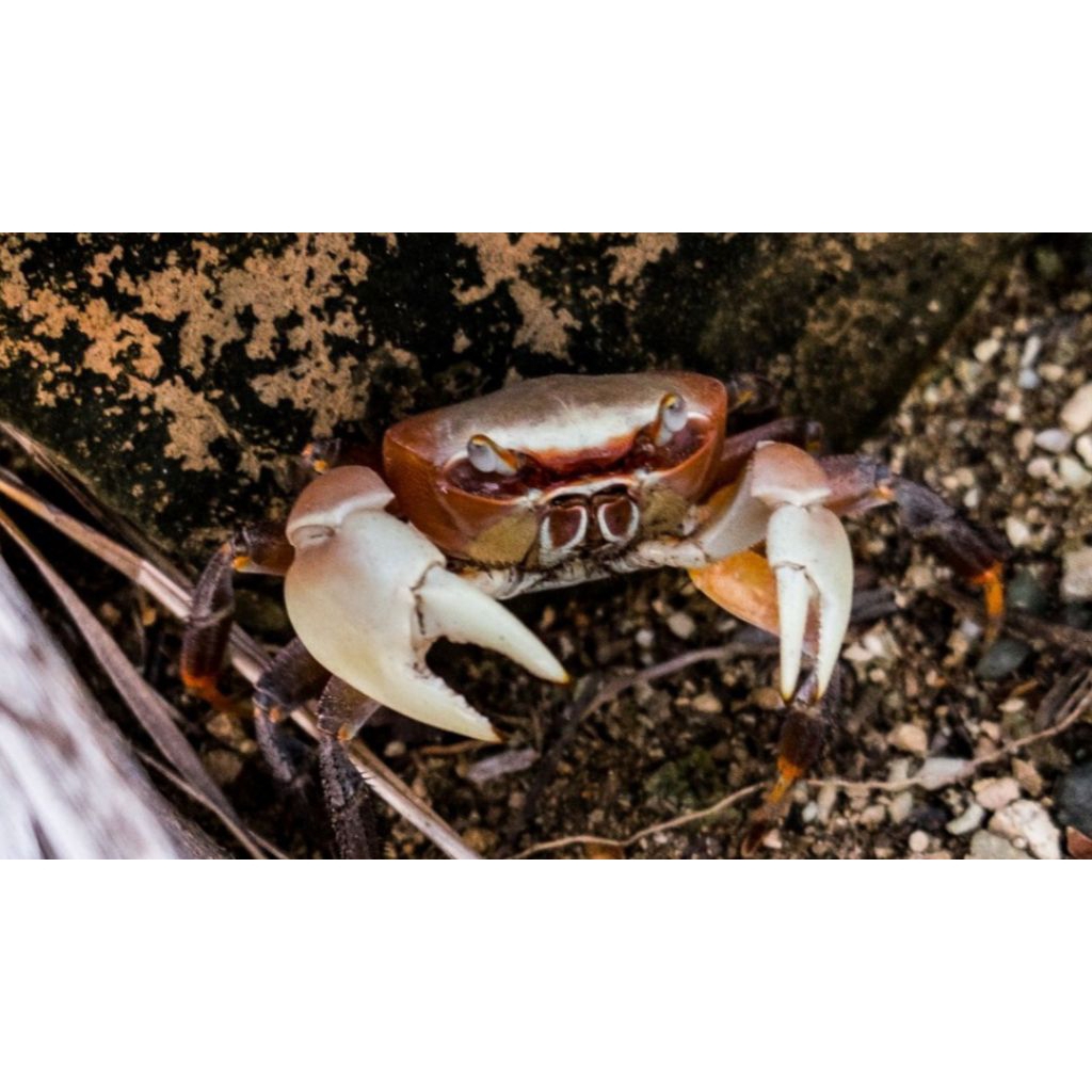 

Ikan Kepiting Hias Cardisoma carnifex Air Tawar Aquascape