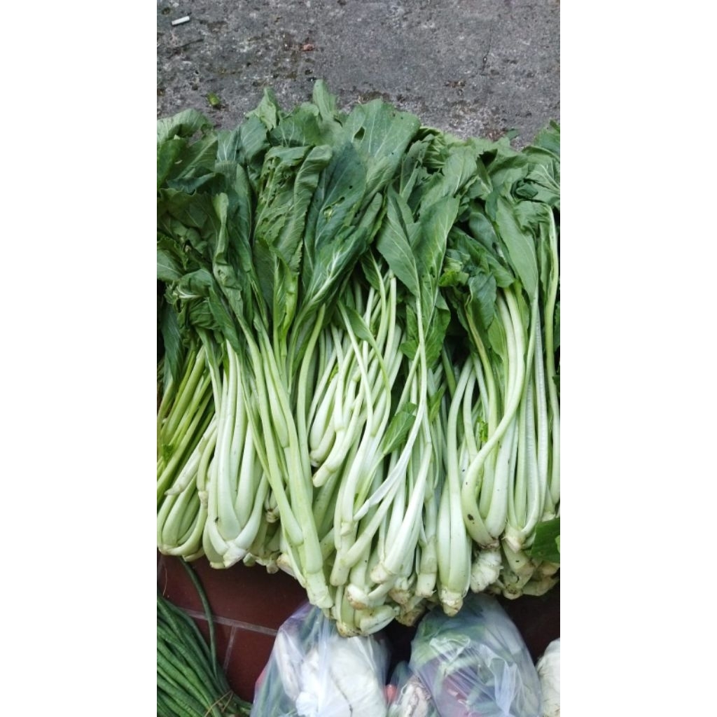 

ceisim/sesim sawi hijau