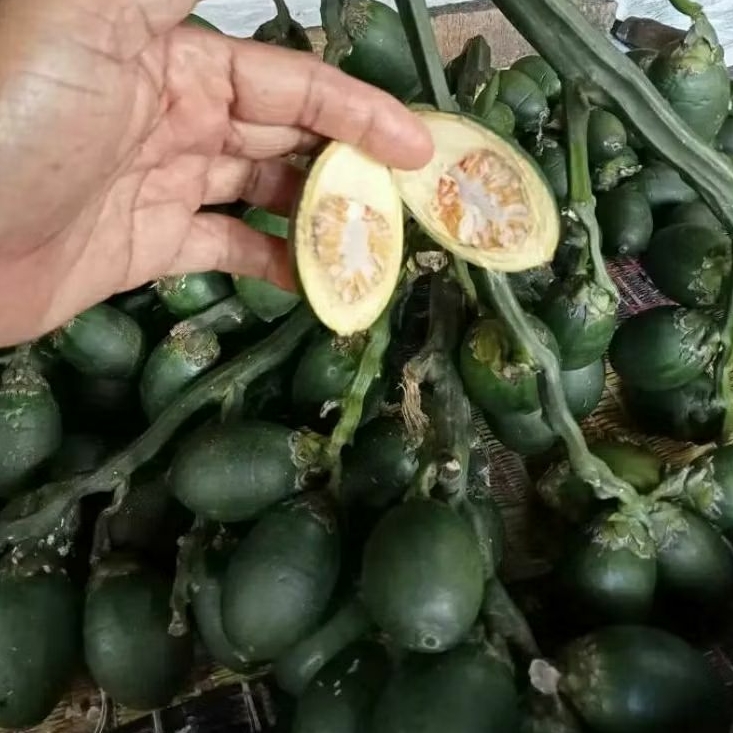 

Buah Pinang Muda Jambe Muda Fresh 1000gr