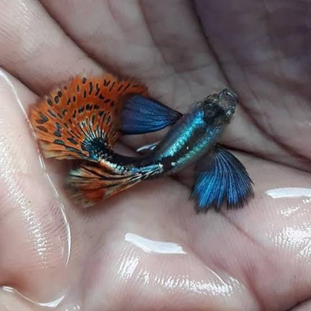 (tanaman air)guppy platinum red mozaik big ear