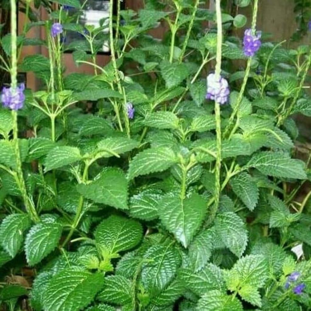 

daun pecut kuda segar 1kg