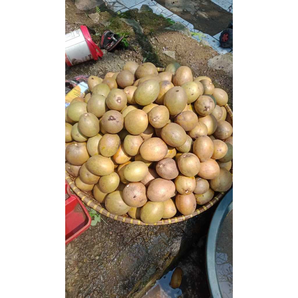 

Buah sawo madu tua siap matang - 1 kg
