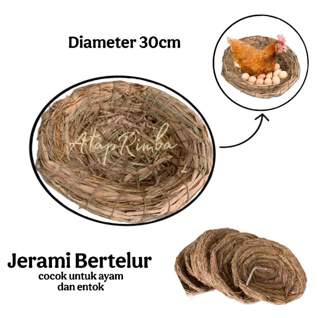 JERAMI SARANG BERTELUR AYAM