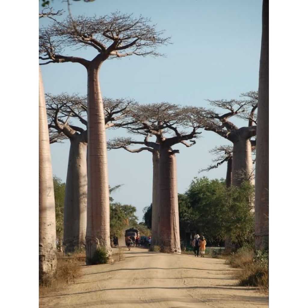 Tanaman Baobab jenis grendidieri Bibit Langka