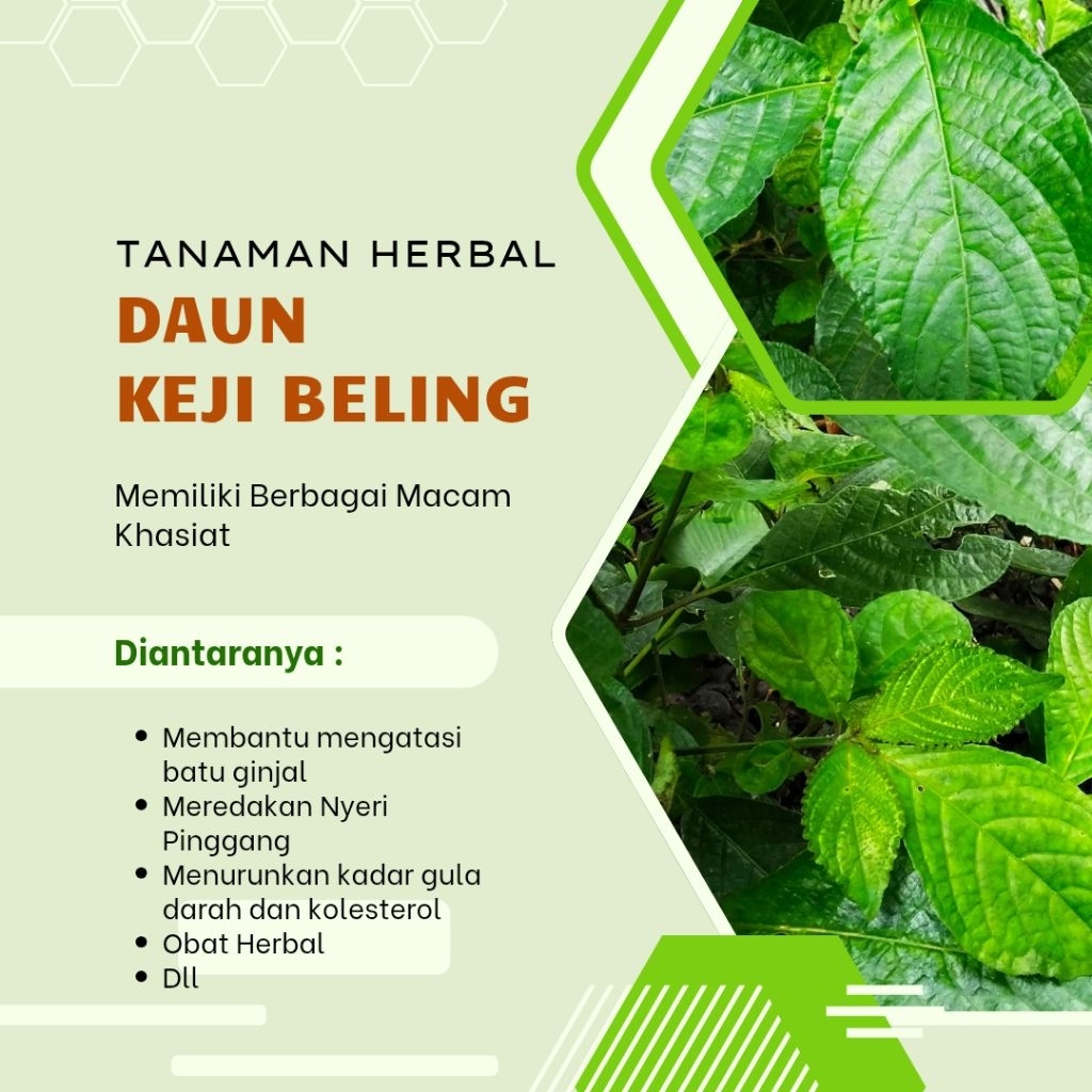 

Daun Keji Beling/Pecah Beling Herbal Tradisional Dipetik langsun Segar