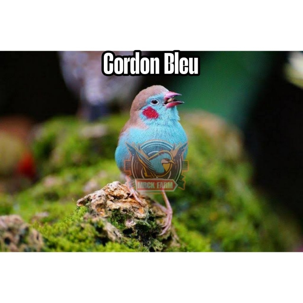 

Telur burung cordon bleu fertil siap ditetaskan