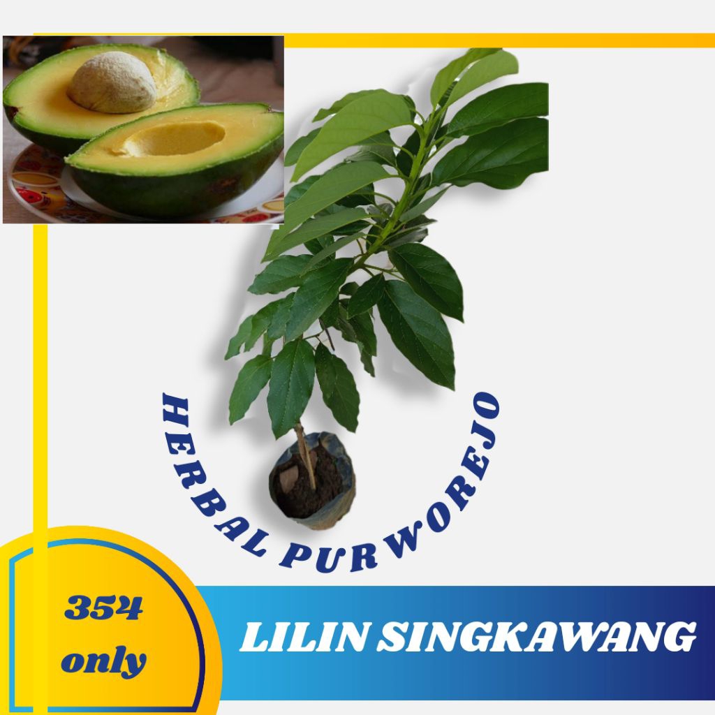 Bibit alpukat Lilin Singkawang okulasi cepat berbuah - alpukat Lilin Singkawang asli - alpukat Lilin