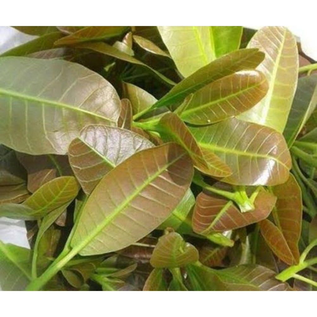 

Daun jambu mete muda asli orgaik berat 100gr sayur sehat