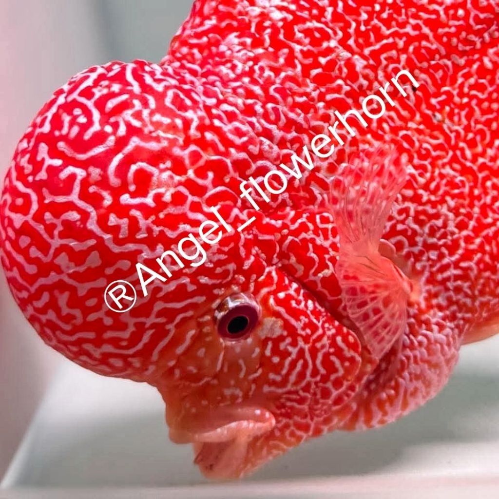 Burayak kamfa f3 GB gen Boomhead 4-5cm