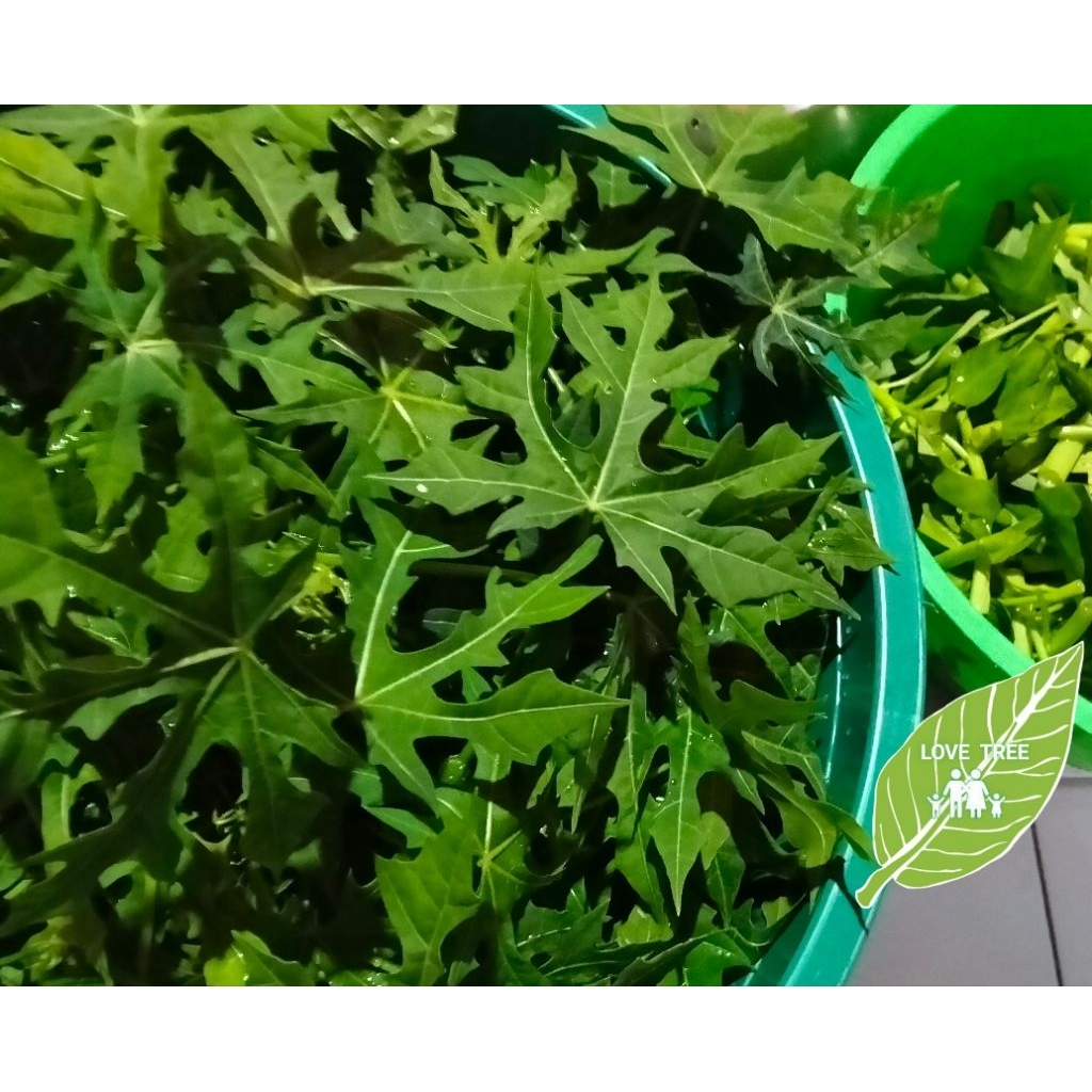 daun pepaya jepang (singkong jepang) fresh 1 ikat