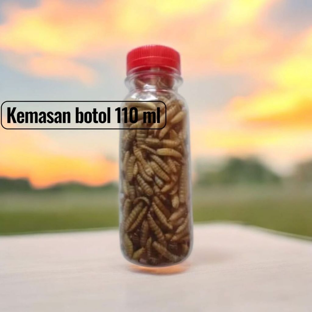 Magot kering kemasan botol 100ml/Magot kering bsf/Magot pakan kura kura dan ikan/Magot/Maggot kering