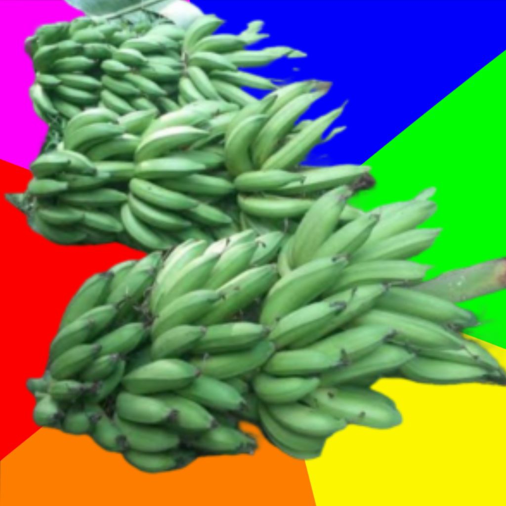 

pisang nangka 5 sisir mengkel gede gede banget