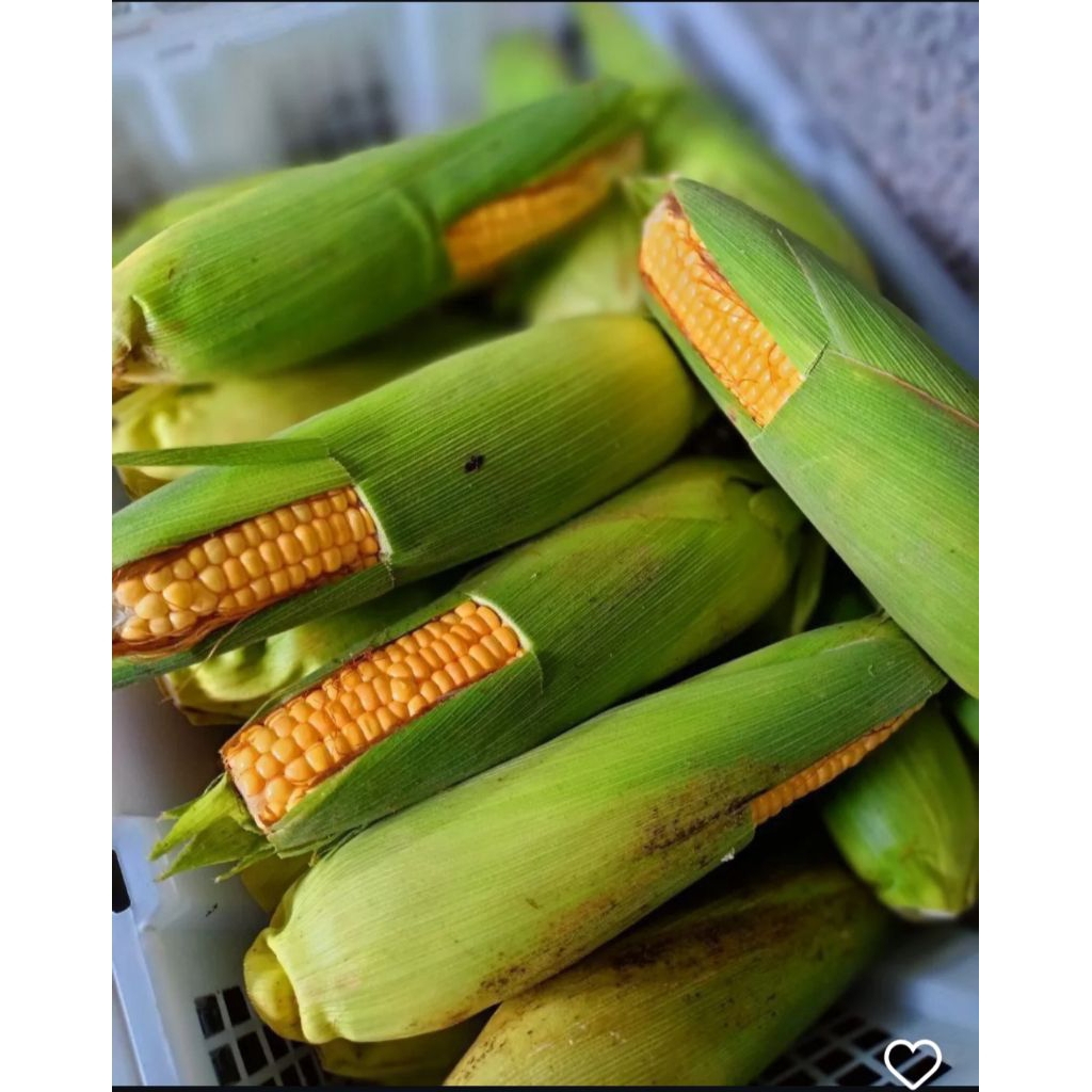 

Jagung Manis 1 KG - Sayur Mayur Jagung Manis