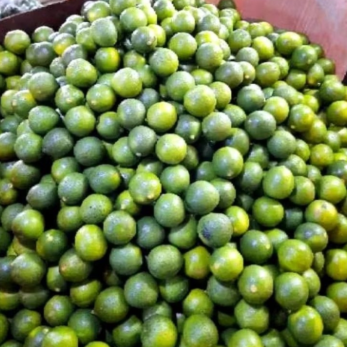 

Jeruk Nipis 5 kg Segar Fresh (Langsung di Petik Dari Kebun)
