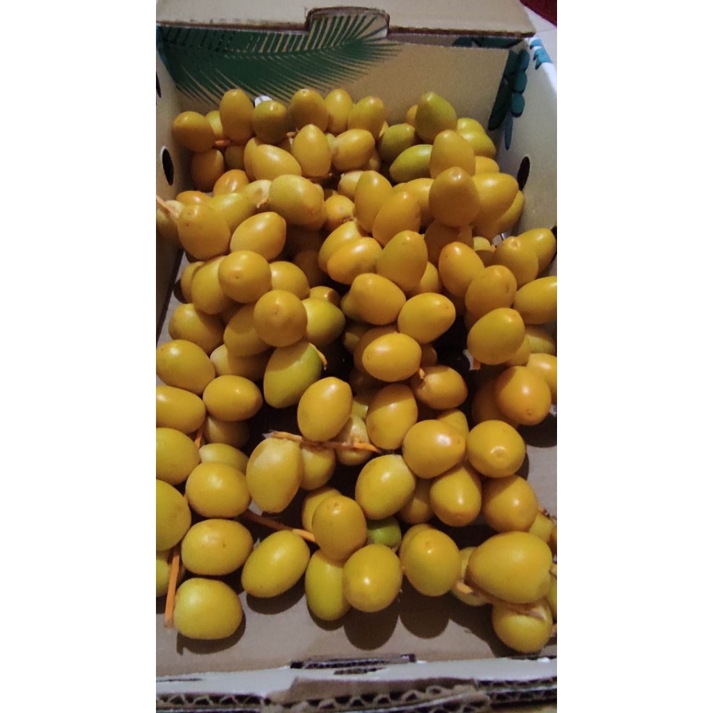 

kurma muda fresh bukan frozen 22 Juli 2025 promil