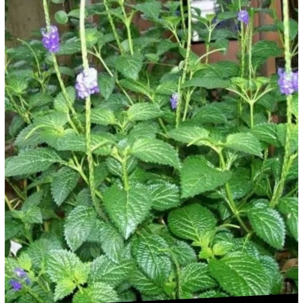 

daun pecut kuda / jarong 100 gr