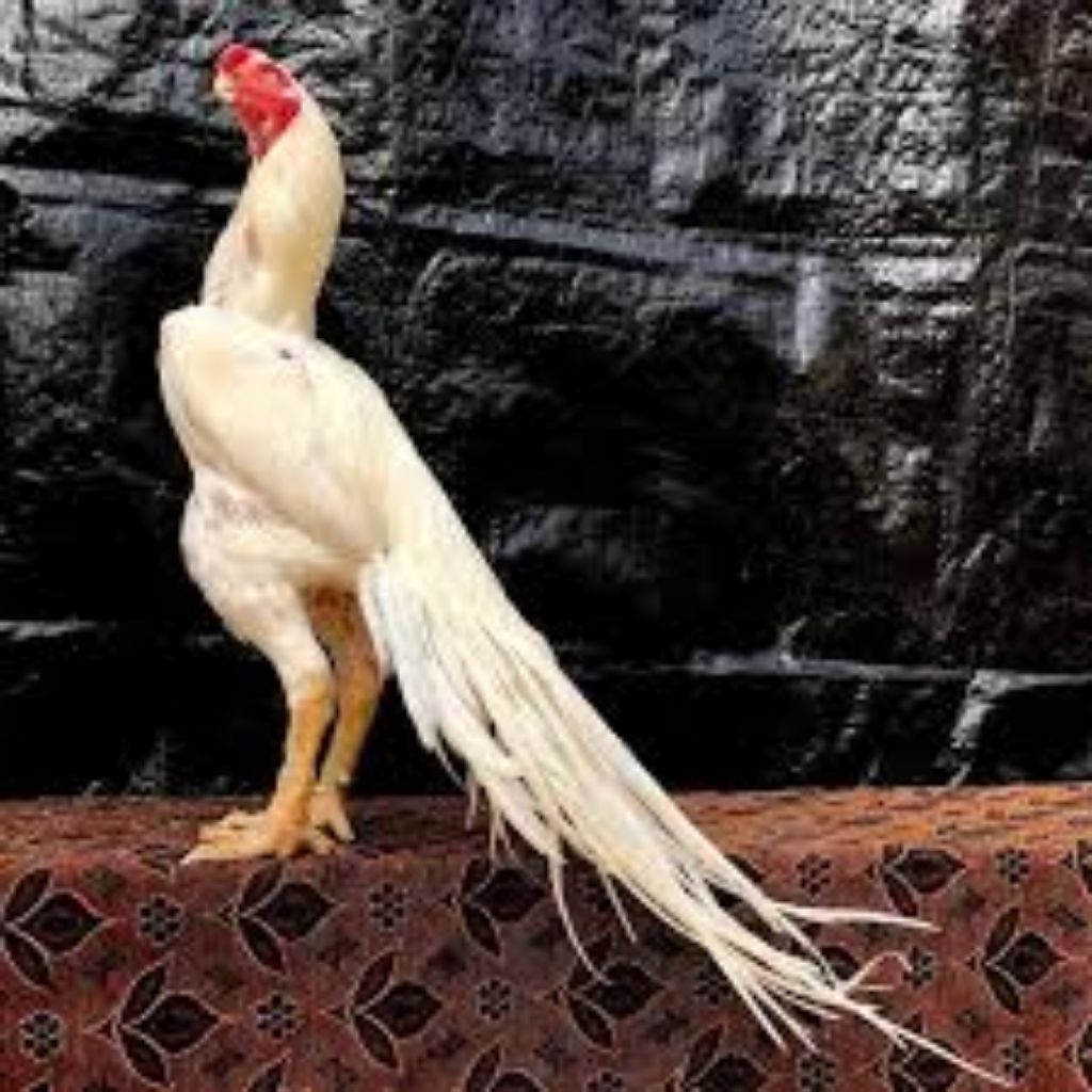 

Telur Ayam Assel Parrot Ori Putih Mulus Fertil siap untuk ditetaskan