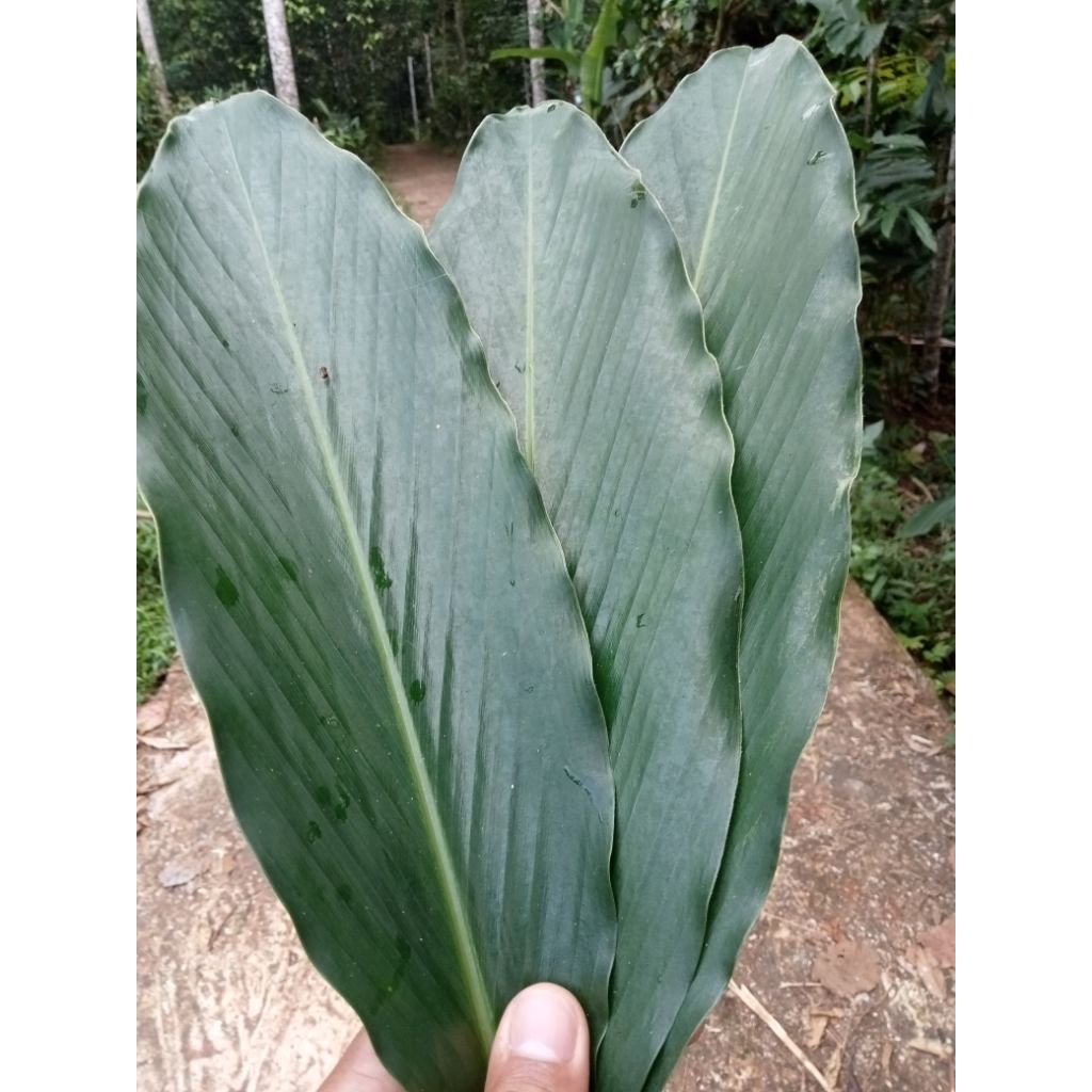 

Daun kapulaga/kapol/kapul laga 50 lembar