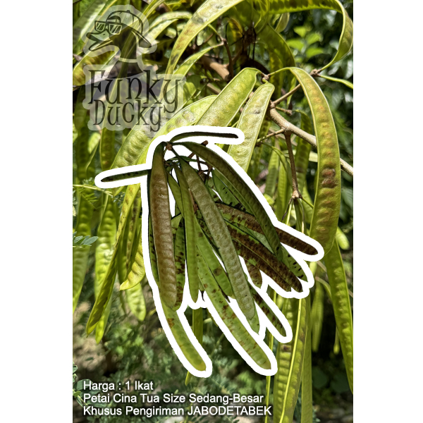 

Petai Cina Tua 1 Ikat Isi 30 Pete Lamtoro