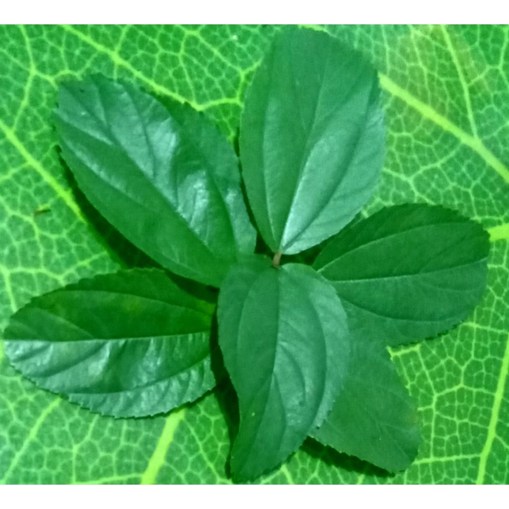 

50 lembar Daun bidara arab Asli,di petik ketika order masuk