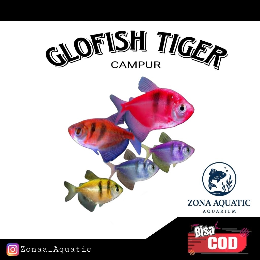 MURAH Hiasan Aquarium Glofish Tiger Tetra MIX Qualitas++ Bisa COD Gratis Stiker