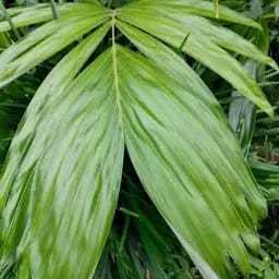 

DAUN SALAK SEGAR OBAT WASIR 250 GRAM