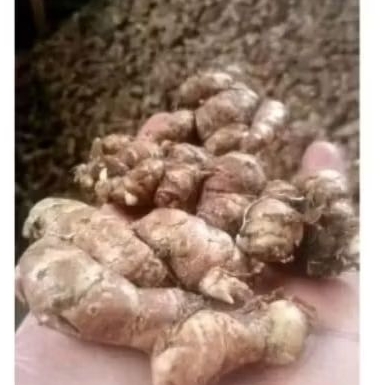 

kencur segar kencur seblak,bahan jamu 1kg