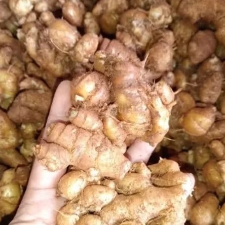 

kencur segar,kencur tuwa,kencur seblak 500g