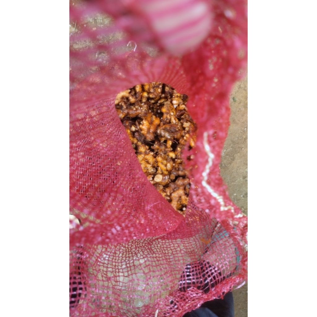 

lempuyang segar 1kg