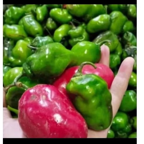 

cabe bendot / cabe gendot Fresh 1 kg dari petani langsung