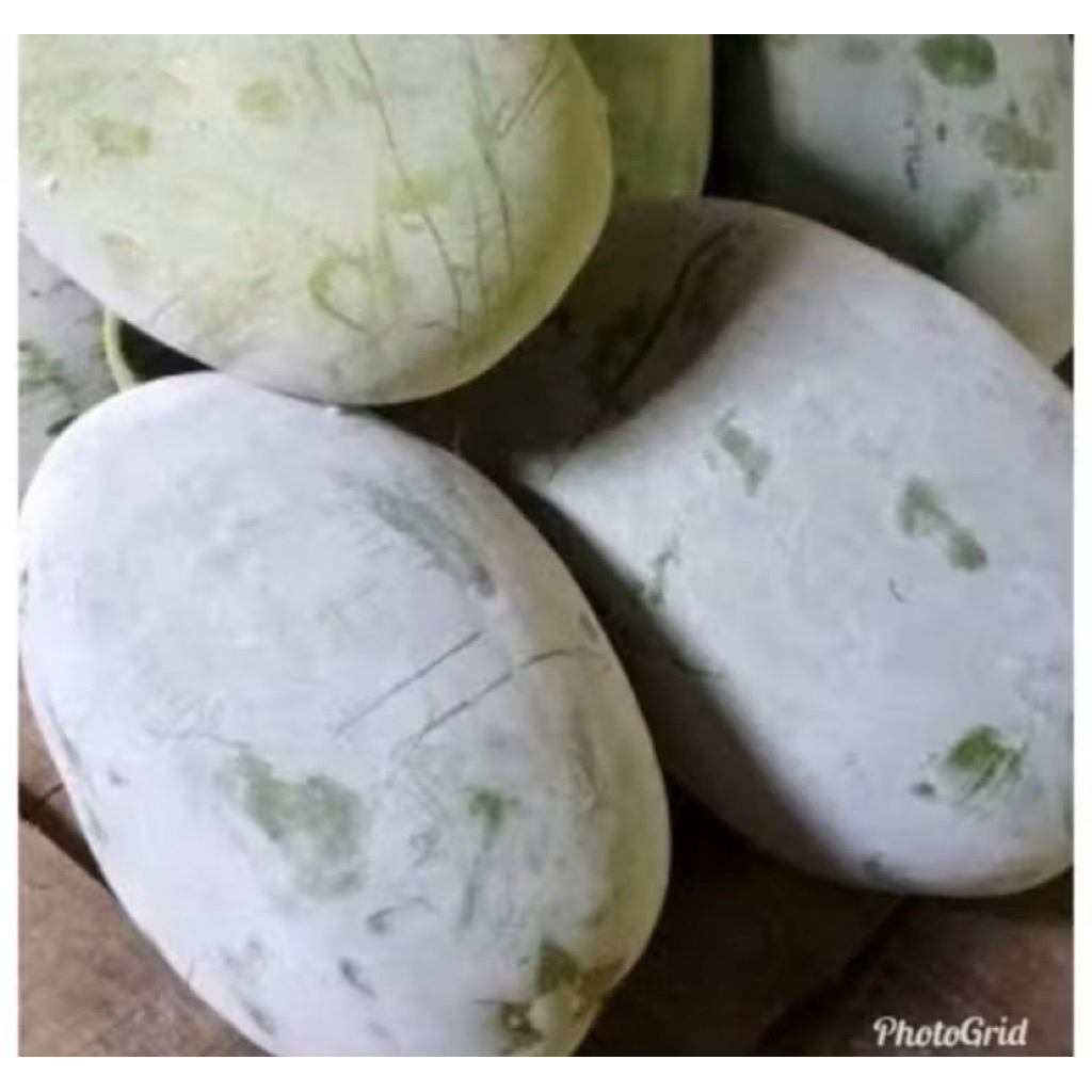 

2 -2,5 kg Buah Beligo / Bligo / kundur Segar, Sehat, Berkualitas Langsung Petik dari Kebun Sendiri | Per KG