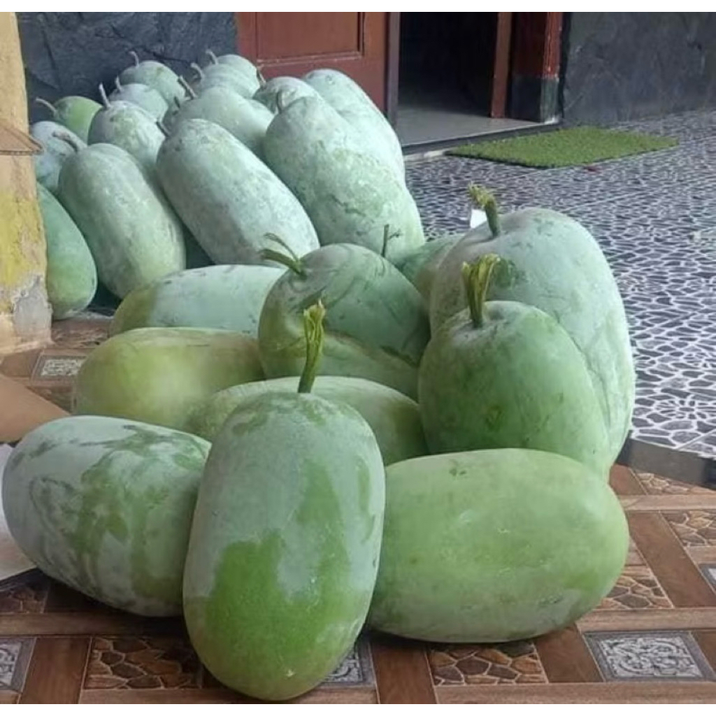 

Buah Kundur Winter Melon Beligo Baligo Bligo Blonceng Benincasa Hispida 2-2,5 kg
