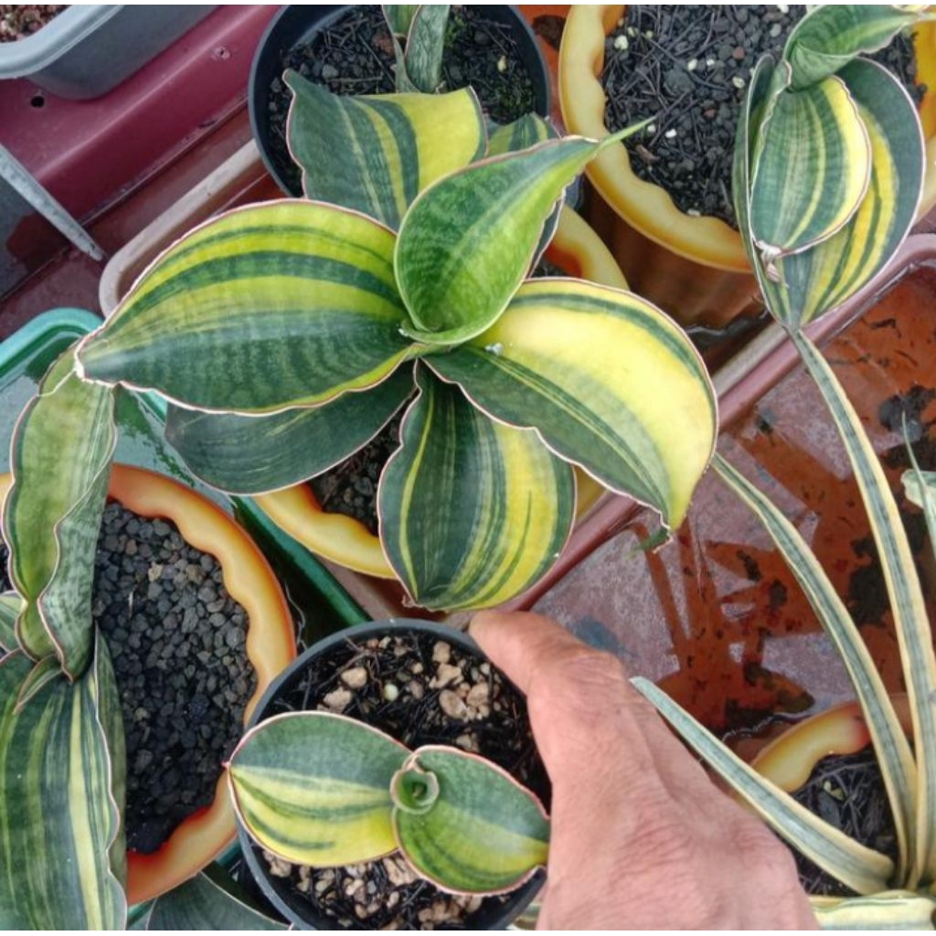 sansevieria mason super bowl variegata besar / lidah mertua