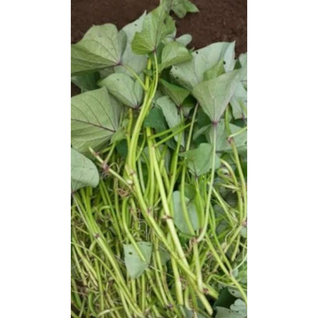 

Bibit stek ubi jalar unggulan asli organik tinggi 30 cm harga 1 batang