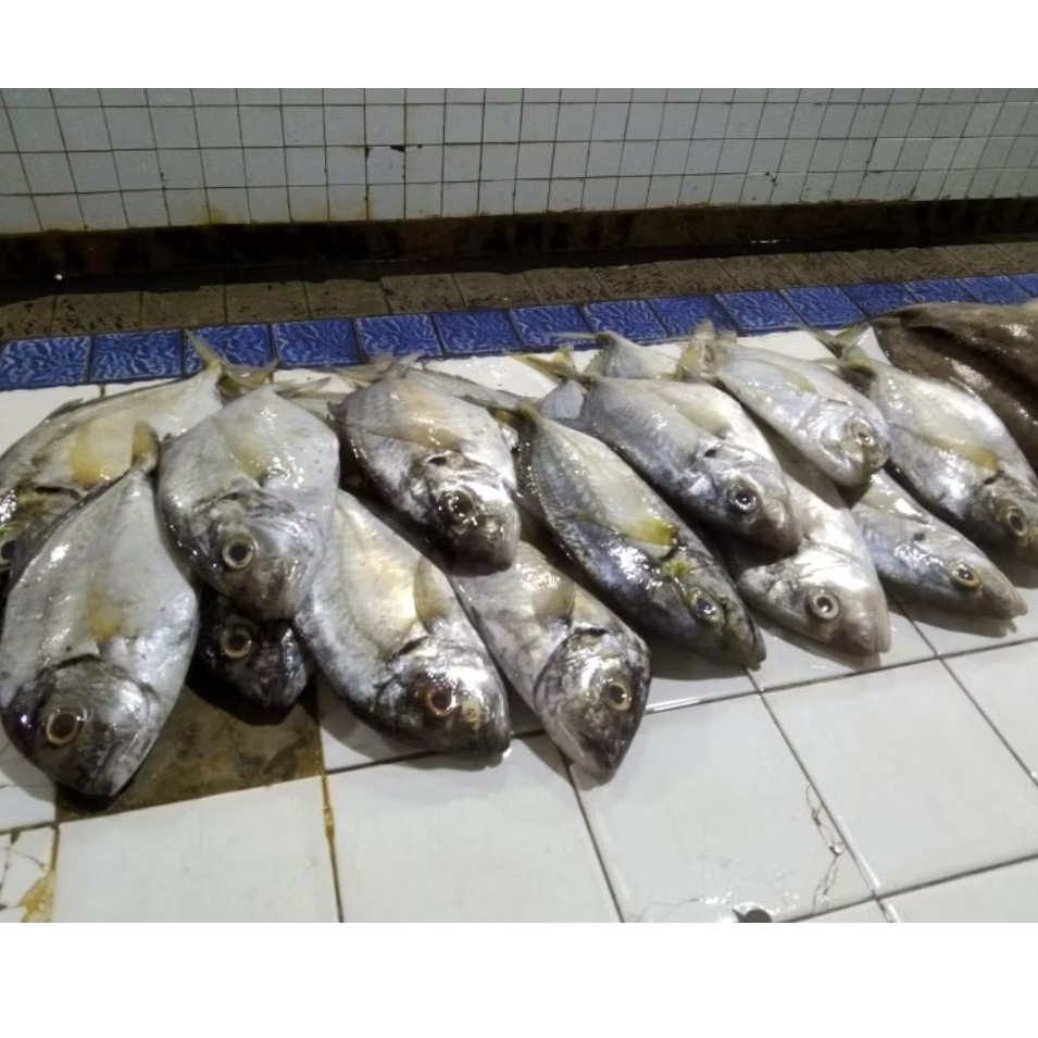 

ikan kuwe bongkok Kuwe Tengkek fresh 1 kg