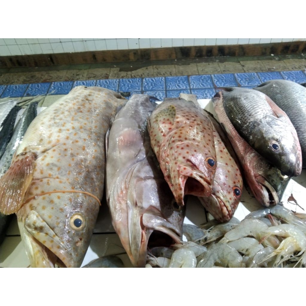 

ikan kerapu Balong fresh 1 kg
