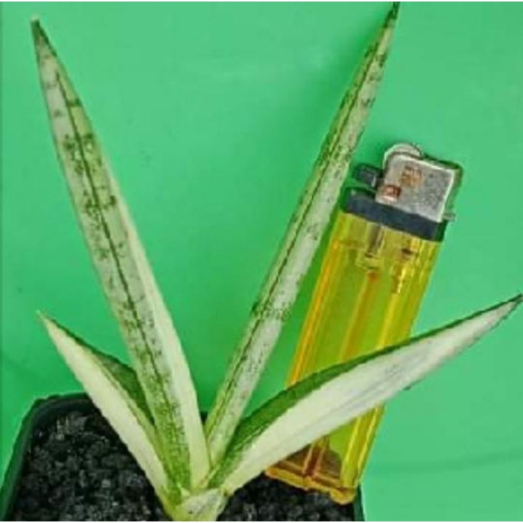 sansevieria boncel silver variegata / lidah mertua boncel