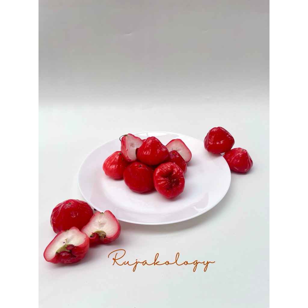 

JAMBU AIR RUJAK MURAH FRESH