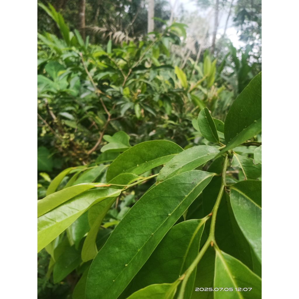 

daun sirsak segar 500 gram