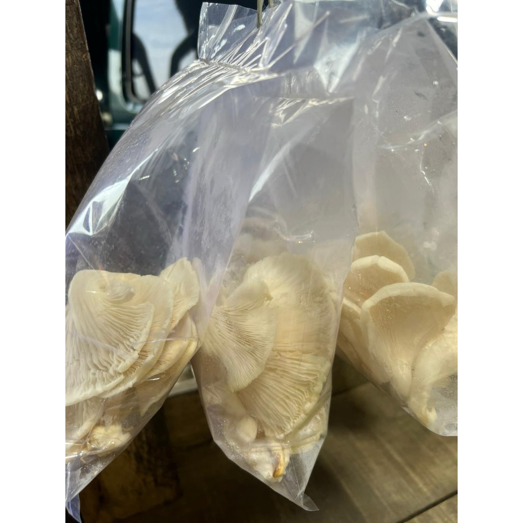 

Jamur Tiram 100 gram
