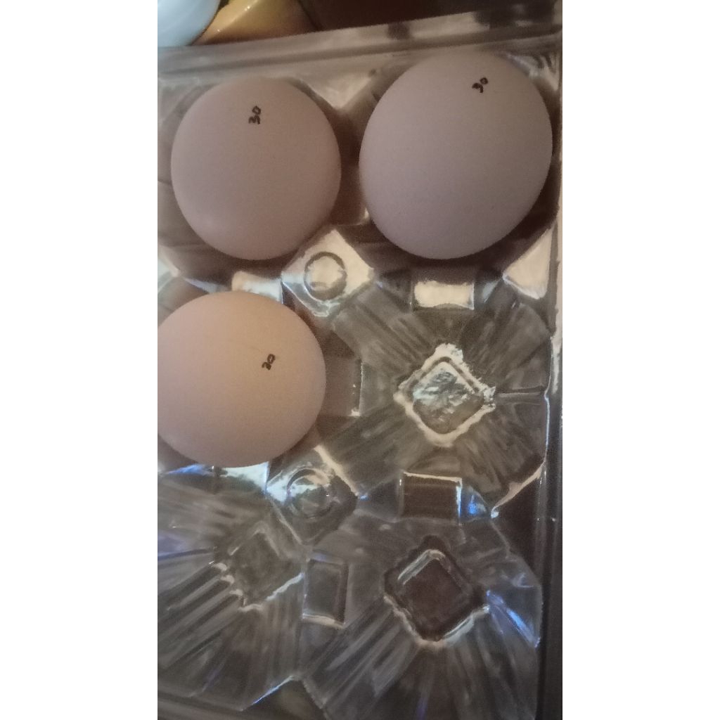 

Telur Ayam Arab fertil H4 untuk ditetaskan