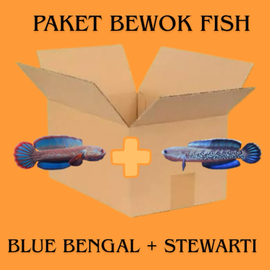 (PAKET BEWOK FISH) STIKER CHANNA BLUE BENGAL GRADE A + STIKER STEWARTI FULL RIM